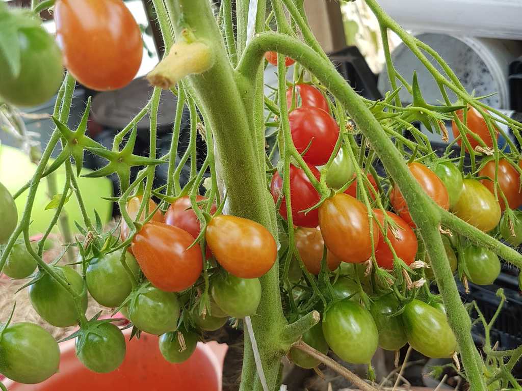 Red Berries Crazy Cherry Tomato